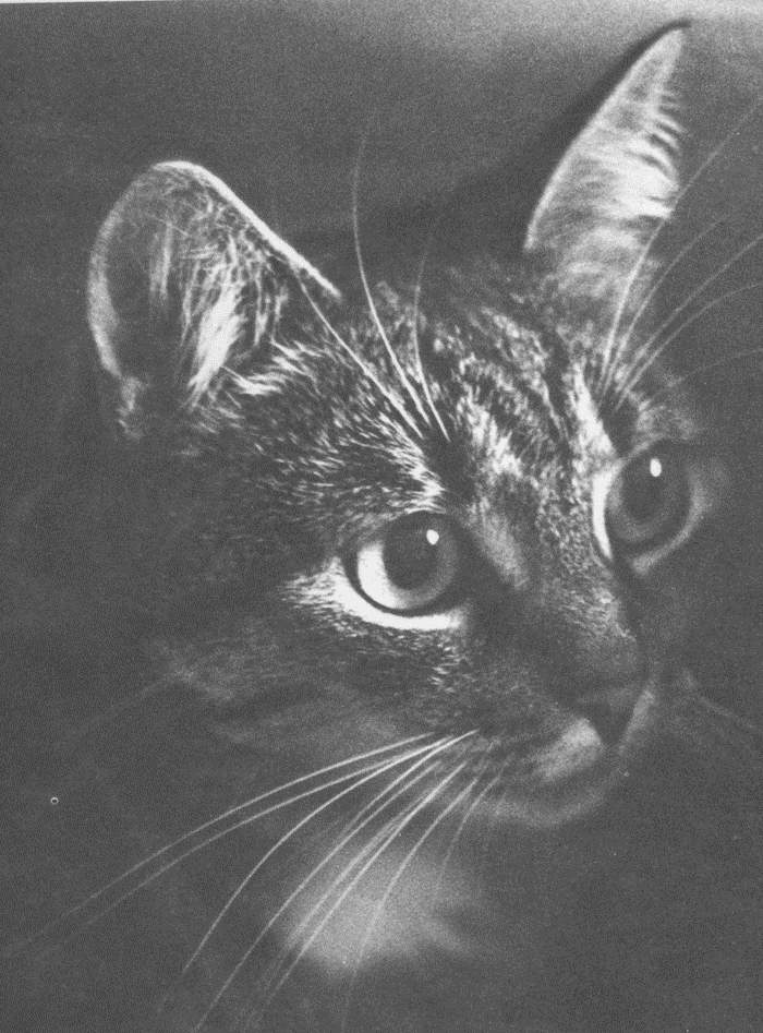Gatti (317)